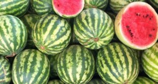 Manfaat Buah Semangka Untuk Kesehatan