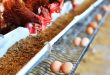 Tips Menyiapkan Kandang Ayam untuk Peternakan Skala Kecil