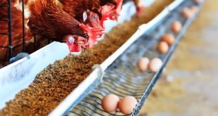Tips Menyiapkan Kandang Ayam untuk Peternakan Skala Kecil