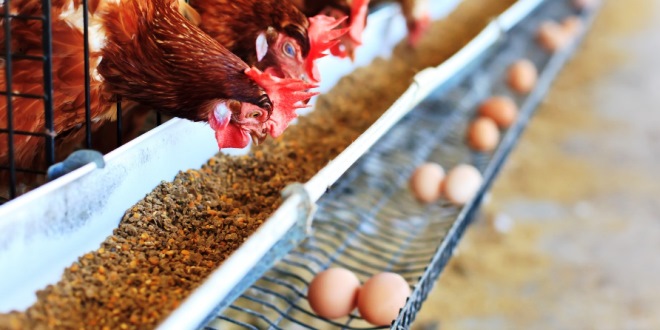Tips Menyiapkan Kandang Ayam untuk Peternakan Skala Kecil